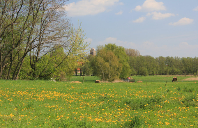 Blühende Wiese, im Hintergrund ist der Burgturm Ziesar