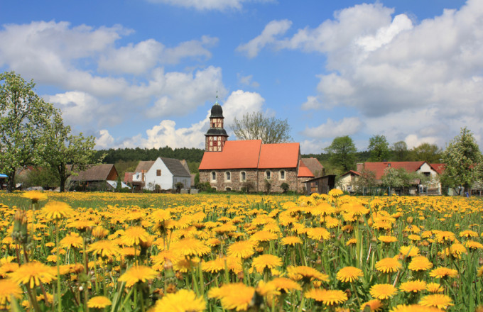 Gelbe Löwenzahnblüten vor Feldsteinkirche mit Fachwerkturm