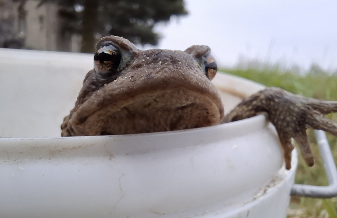 Foto: Katrin Mielsch, Lizenz: Naturwacht Hoher Fläming