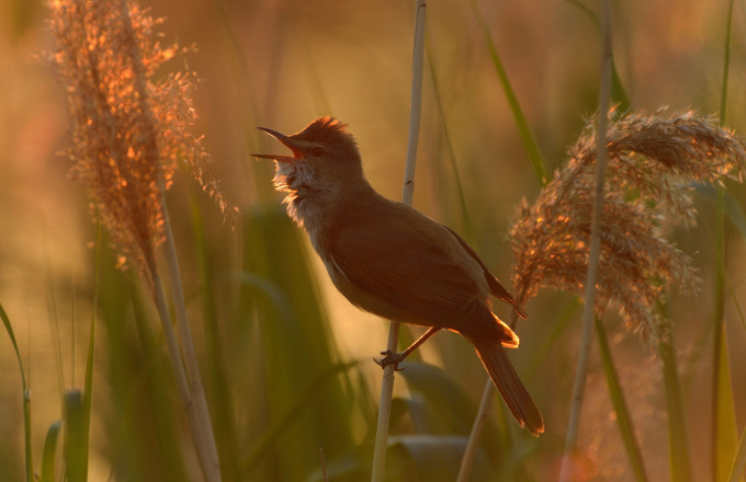 Drosselrohrsänger, Foto: Andreas Richter, Lizenz: NaturSchutzFonds Brandenburg
