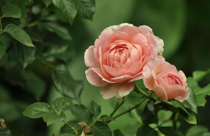 Foto: Светлана Бердник from Pixabay