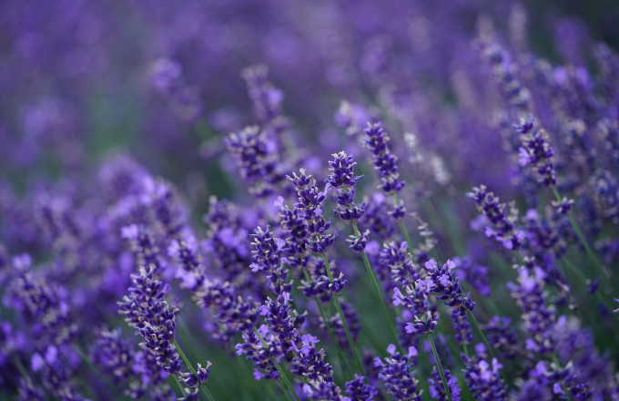 Foto: Hans from Pixabay