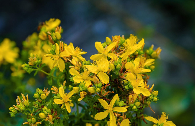 Foto: NickyPe from Pixabay