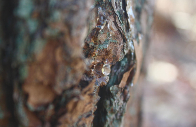 Foto: Tsuga from Pixabay