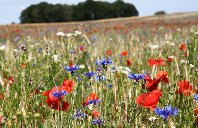 Kornfeld mit roten Mohnblüten und blauen Kornblumen