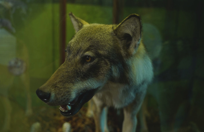 Foto: Julia Borchardt/vivografie.de, Lizenz: Naturparkverein Hoher Fläming e.V.