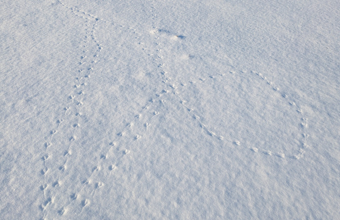 Fährten von Nagetieren im Schnee, Foto: Mirjam Rederlechner, Lizenz: NaturSchutzFonds Brandenburg
