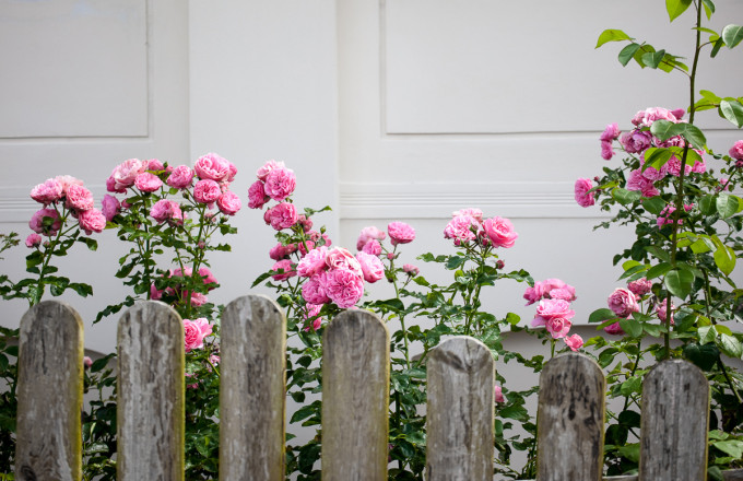 Blumen hinter dem Hofzaun, Foto: Jedrezj Marzecki, Lizenz: Tourismusverband Fläming e.V.