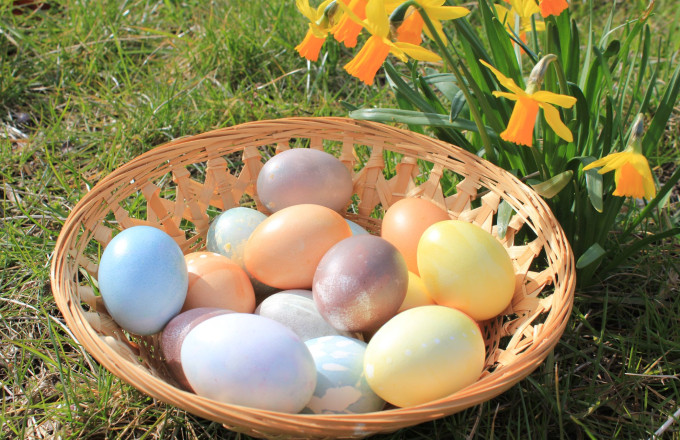 Eier in Pastellfarben in Bastkorb neben blühender Osterglocke, Foto: Bansen-Wittig