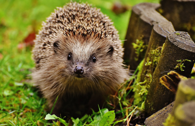 Igel im Garten, Foto: alexas_fotos from Pixabay