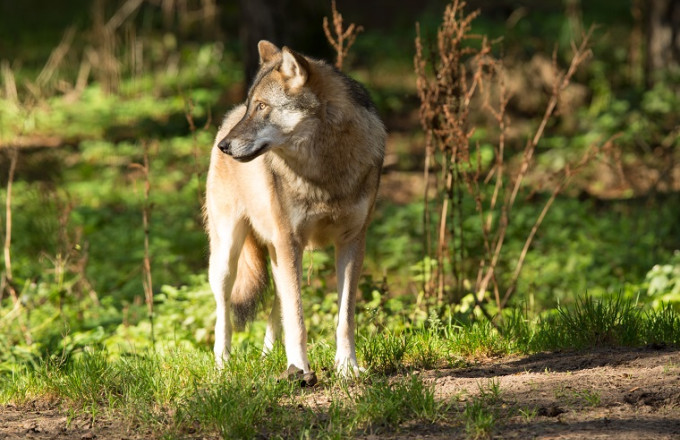 Ein Wolf auf einer Grünfläche nach links schauend, Foto: Steffen Bohl, Lizenz: Landesamt für Umwelt Brandenburg