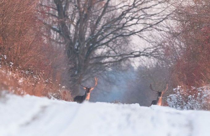 Wild im Winter, Foto: Steffen Bohl, Lizenz: Steffen Bohl