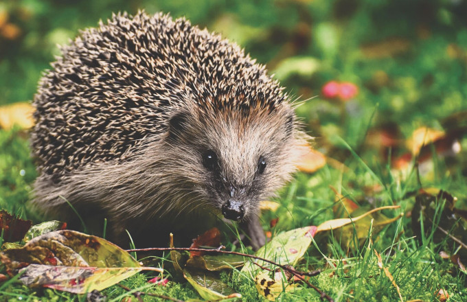 Igel, Foto: Alexa from Pixabay