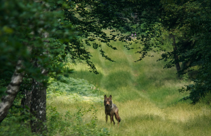 Wolf auf Waldlichtung, Foto: ifproductions_Sebastian Koerner