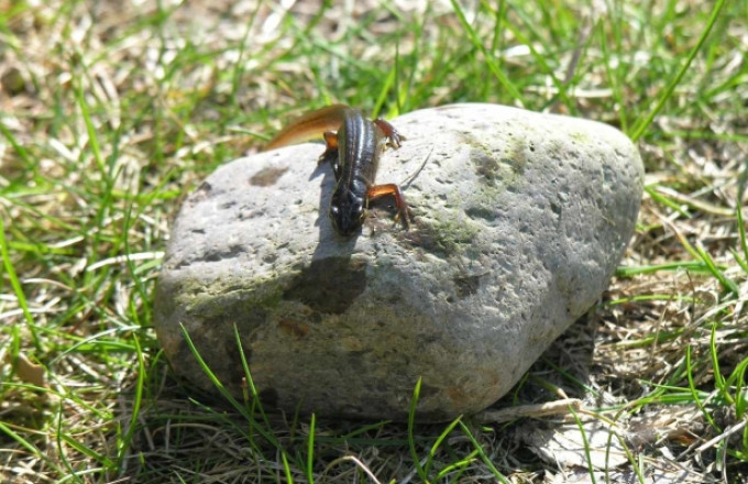 Bergmolch, Foto: Bansen/Wittig