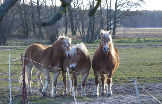 Pferde auf der Koppel, Foto: Bansen-Wittig