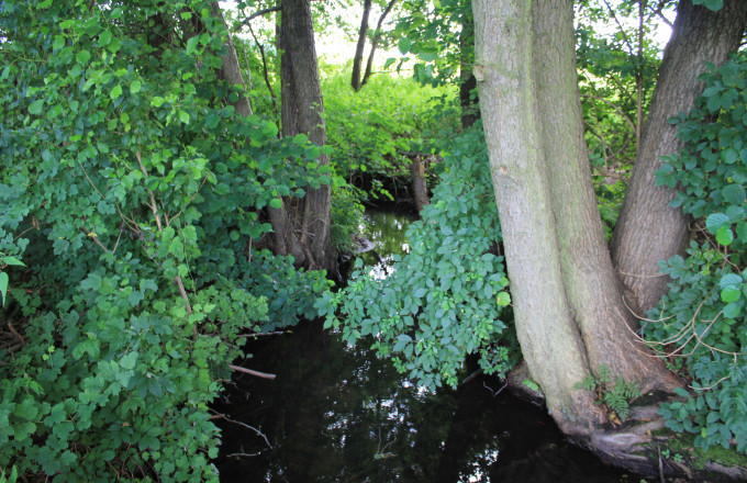 Am Baitzer Bach, Foto: Bansen-Wittig