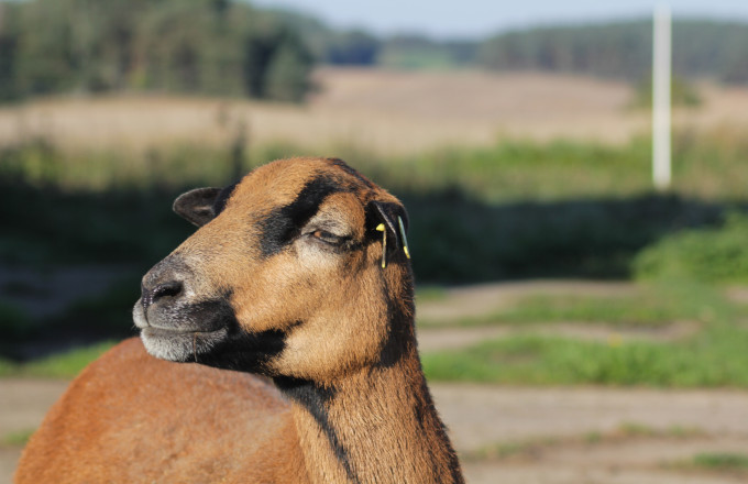Kamerunschaft am Alten Wasserwerk Garrey, Foto: Bansen-Wittig