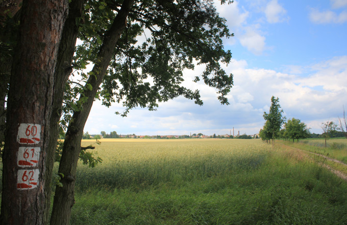 Baummarkierungen weisen den Weg, Foto: Bansen-Wittig