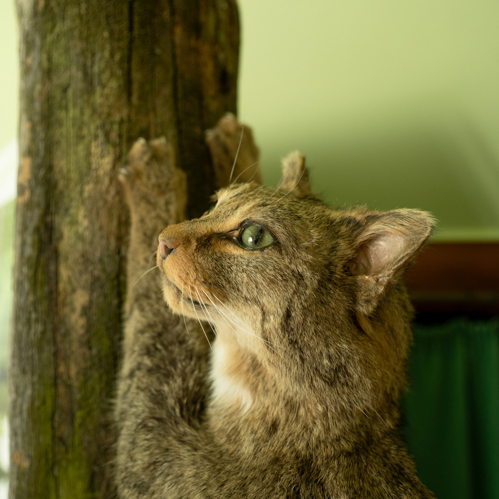 Präparat einer Wildkatze, die an einem Baumstamm kratzt
