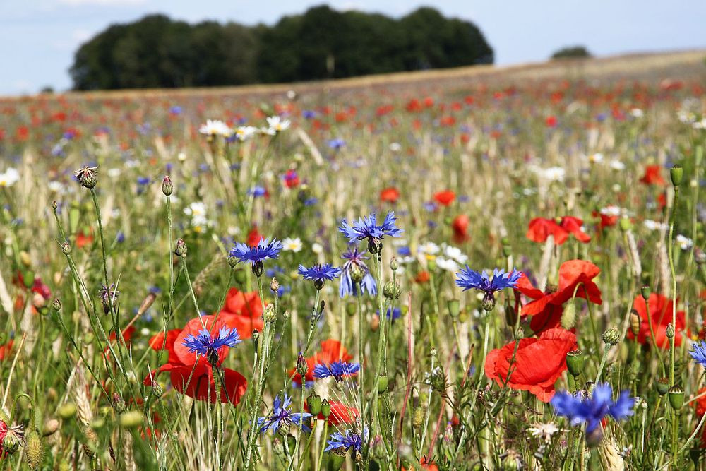 Kornfeld mit roten Mohnblüten und blauen Kornblumen