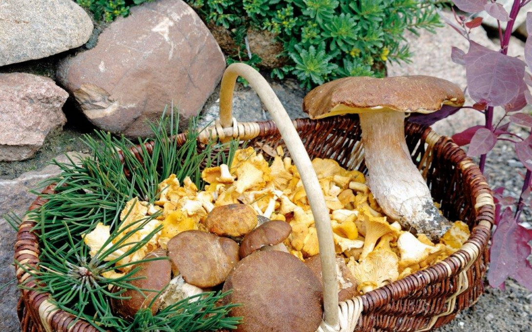 Frische Pilze für die Küche