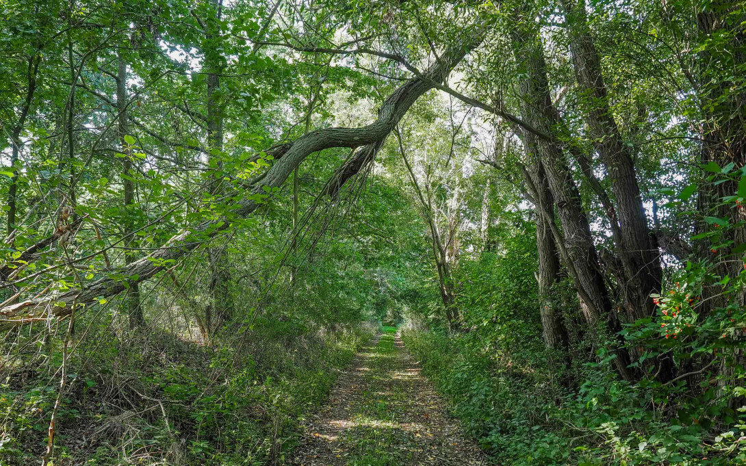 Durch den ehemaligen Stadtwald, Foto: Laura Schneider/Herz an Hirn, Lizenz: Tourismusverband Fläming e.V.