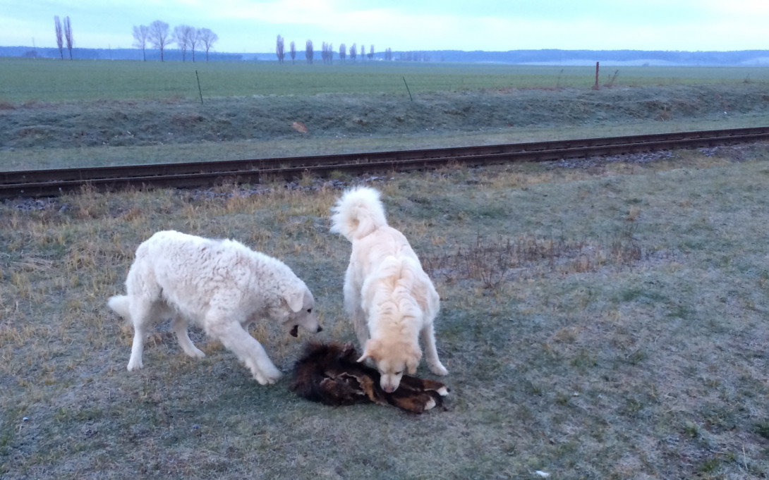 Die "Eisbären" in Aktion, Foto: Gerald Ostrowski