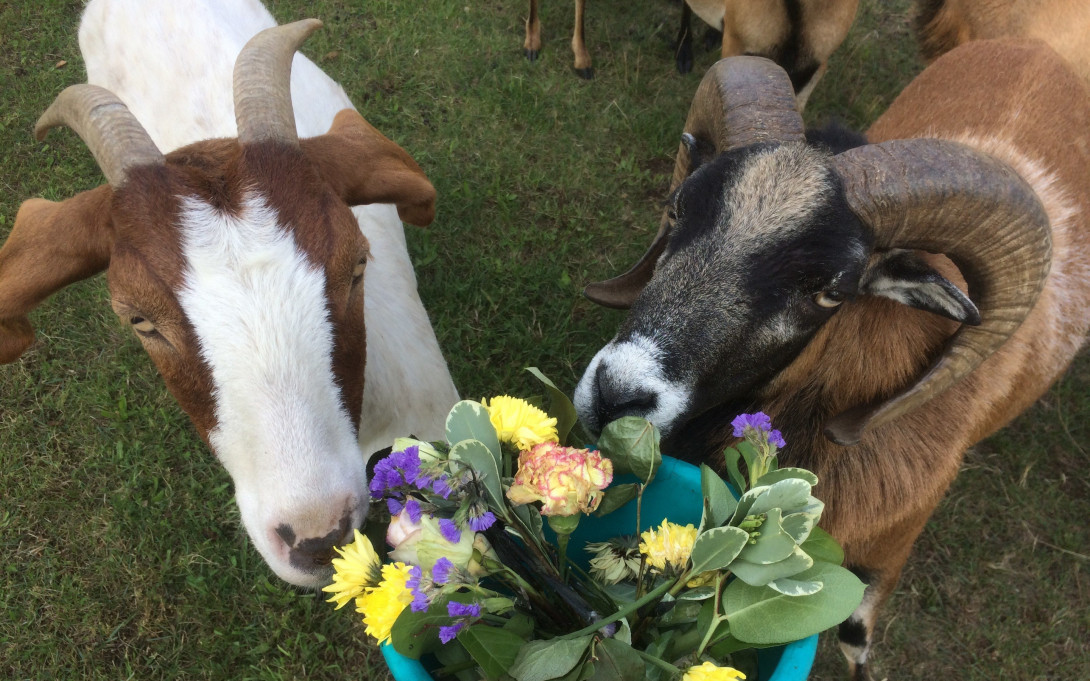 Ziegenfütterung, Foto: Gerald Ostrowski
