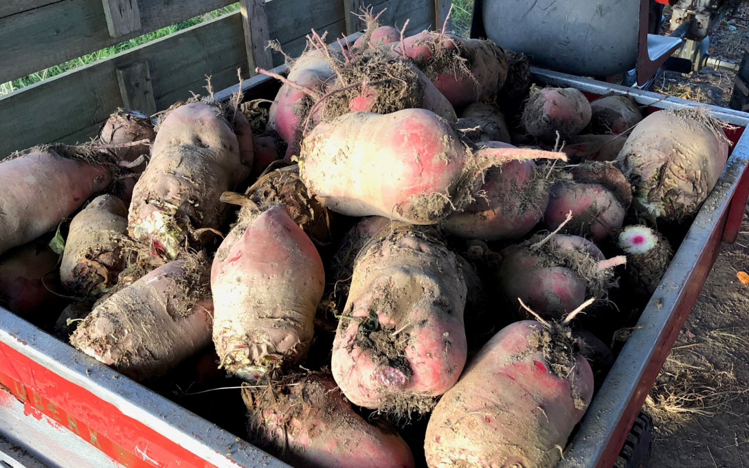 Feldfrüchte, Foto: Gerald Ostrowski