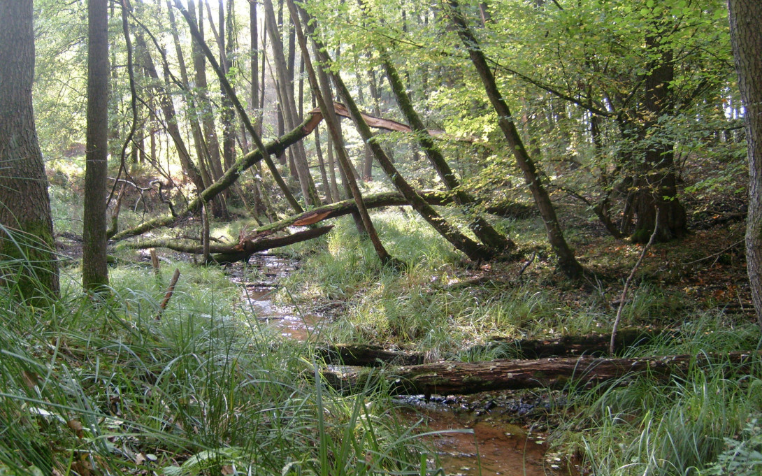 Der Natur ganz nah am Verlorenwasserbach, Foto: Jürgen Krüger