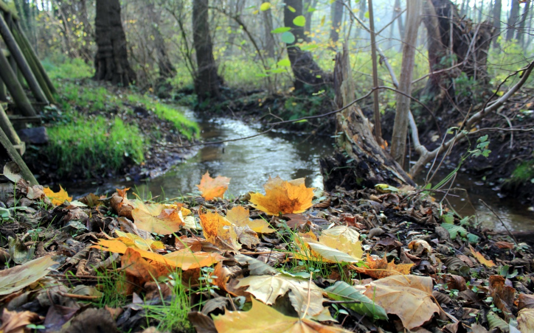 Belziger Bach - Panoramawanderweg rund um Belzig, Foto: Bansen/Wittig