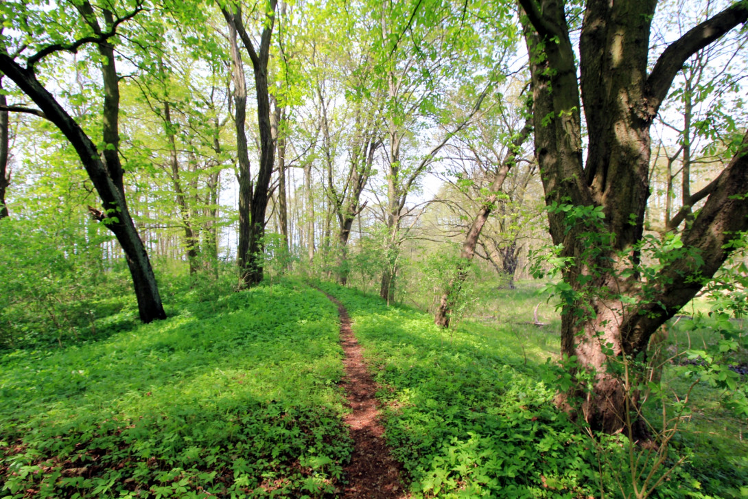 Pfad auf dem Burgwall, Foto: Bansen/Wittig