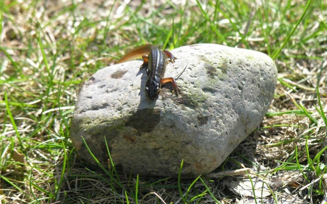 Bergmolch, Foto: Bansen/Wittig