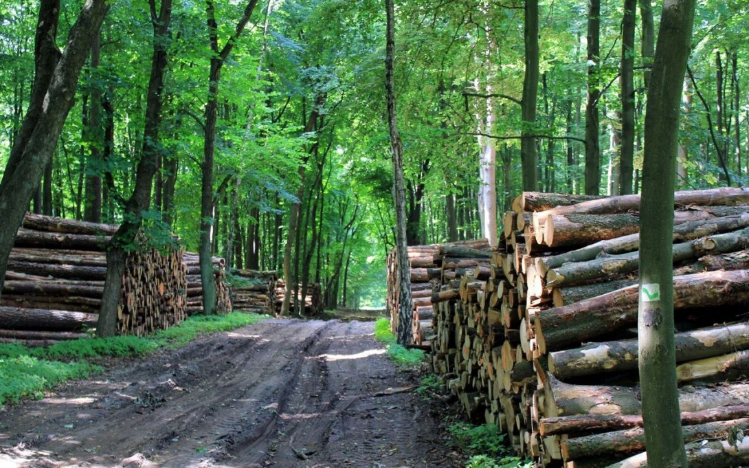 Waldgebiet Meiereiheide, Foto: Bansen/Wittig
