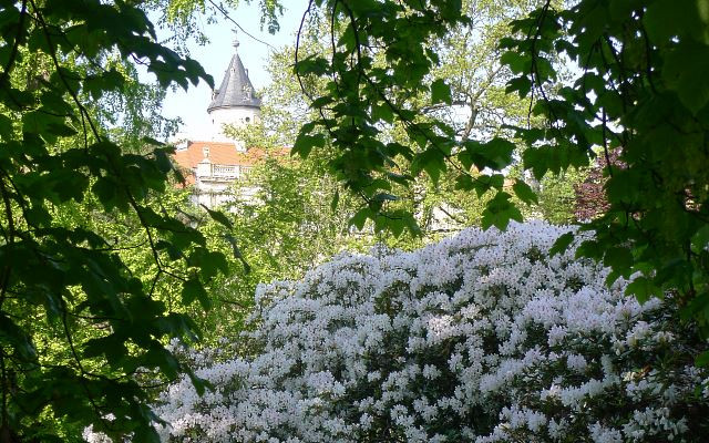 Rhododendren im Schlosspark Wiesenburg, Foto: Helga Holz
