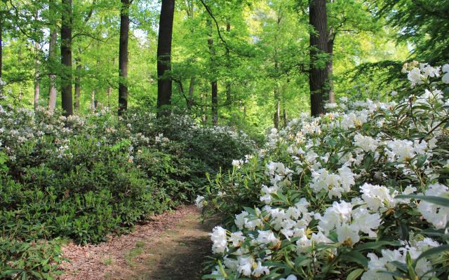 Rhododendren im Schlosspark Wiesenburg, Foto: Bansen/Wittig