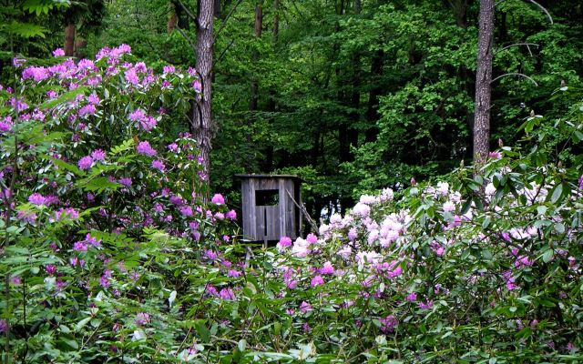 Rhododendren mit Jagdkanzel im Schlosspark Wiesenburg, Foto: Carmen Winter