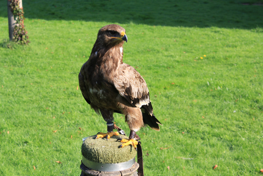 Flugvorführung, Foto: Bansen/Wittig