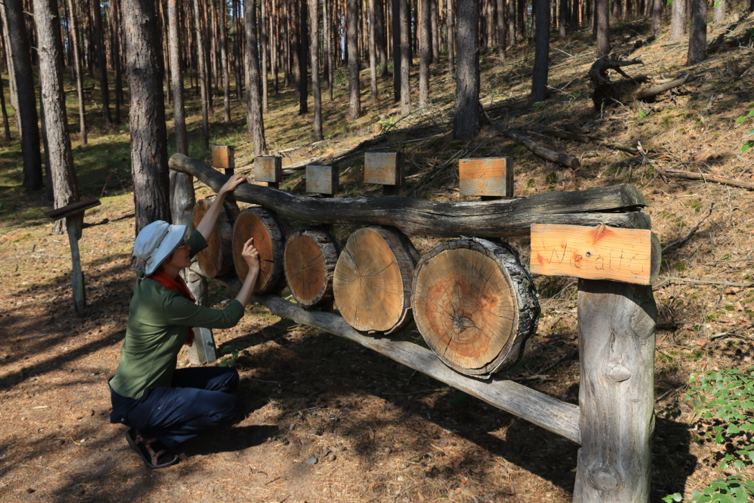 Baumringe zählen, um das Alter zu bestimmen, Foto: Bansen/Wittig