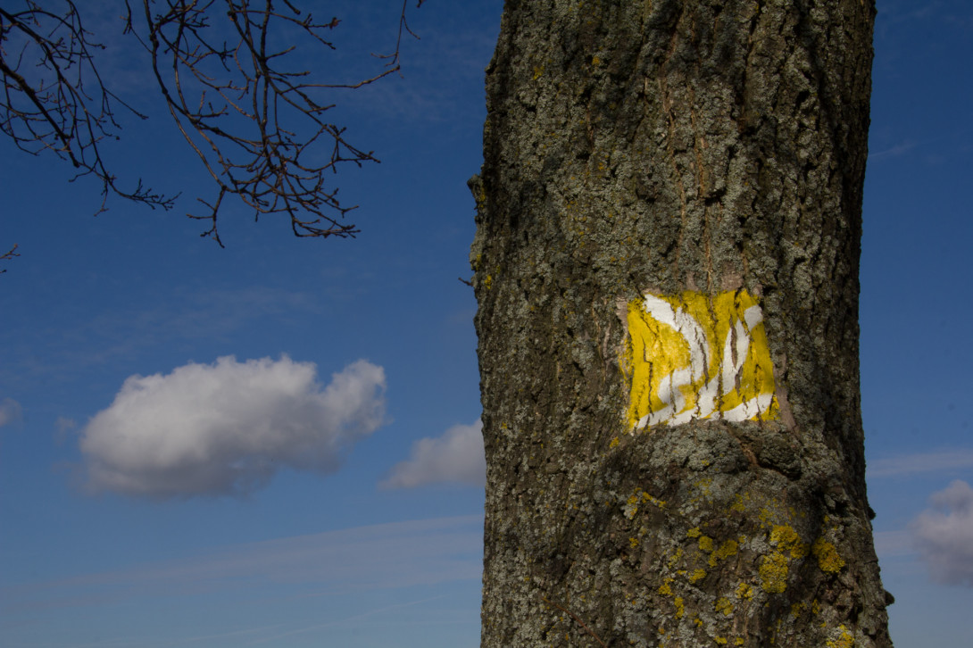 Baummarkierung, Foto: Bansen-Wittig