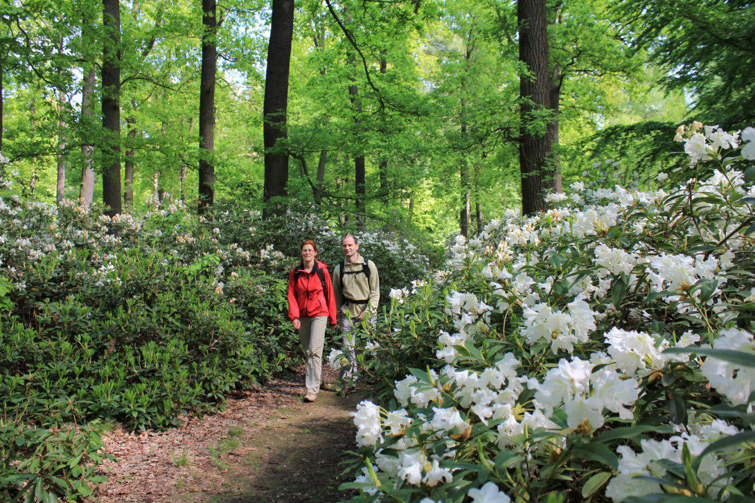 Rhododendrenweg im Schlosspark Wiesenburg, Foto: Bansen-Wittig