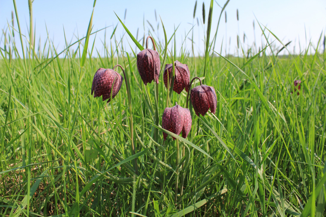 Blühende Schachbrettblume, Foto: Bansen-Wittig