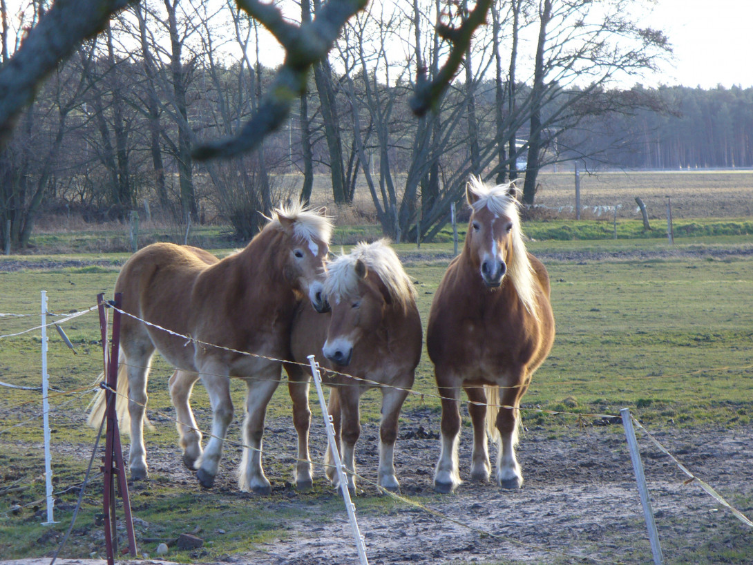 Pferde auf der Koppel, Foto: Bansen-Wittig