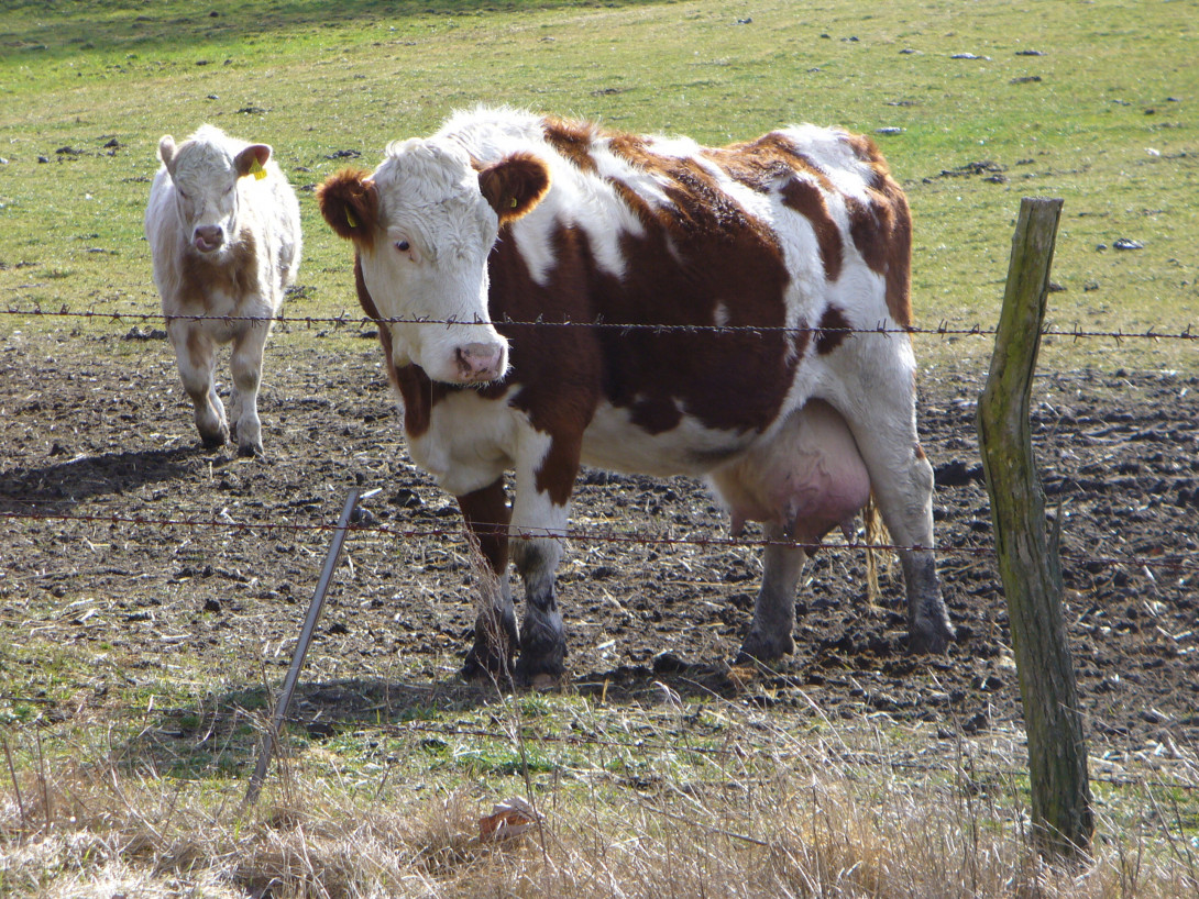Kühe auf der Weide zwischen Steinberg und Bücknitz, Foto: Bansen-Wittig