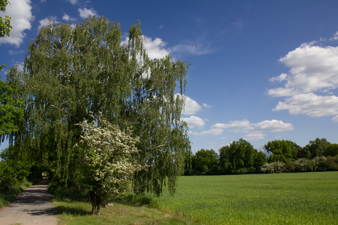 Verbindungsweg zwischen Schmerwitz und Arensnest, Foto: Bansen-Wittig