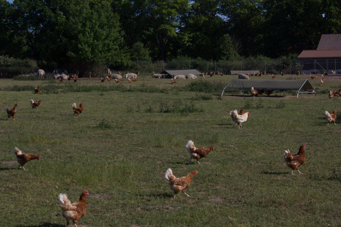 Freilaufende Hühner Gut Schmerwitz, Foto: Bansen-Wittig