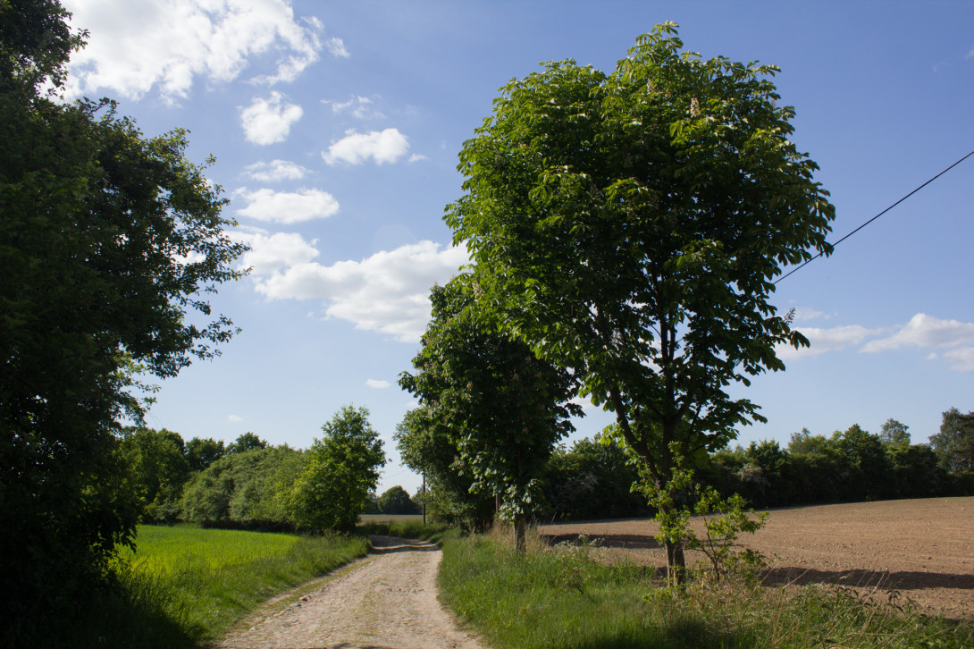 Weg nach Schmerwitz, Foto: Bansen-Wittig