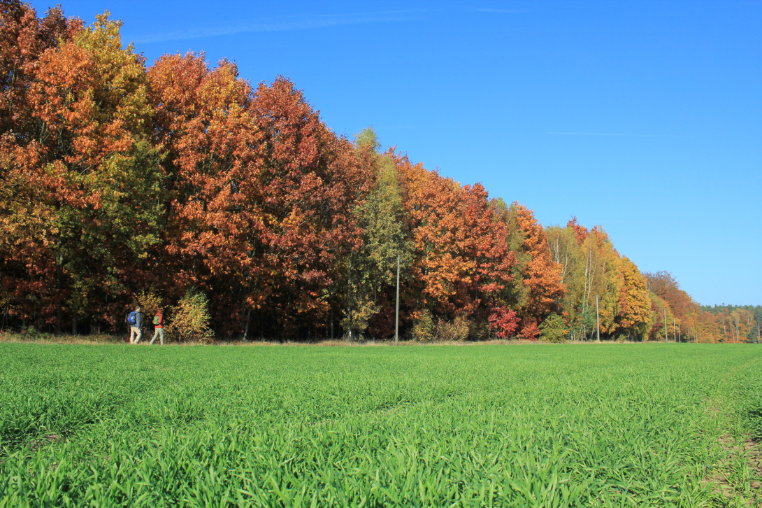 Bunter Herbstwald "Alte Hölle", Foto: Bansen-Wittig