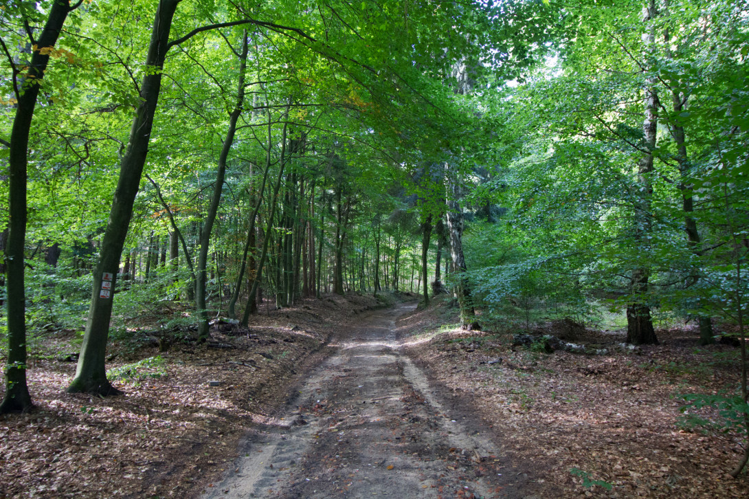 Wanderweg durch den Wald, Foto: Bansen-Wittig